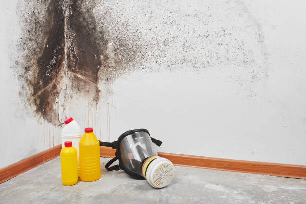 Best Attic Mold Removal  in Brandywine Bay, NC