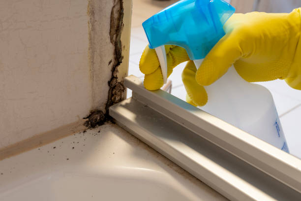 Best Black Mold Removal  in Brandywine Bay, NC